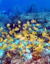 School of Snappers, Cayo Largo Royalty Free Stock Photo