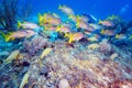 School of Snappers, Cayo Largo Royalty Free Stock Photo