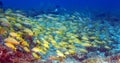 School of Snappers, Cayo Largo Royalty Free Stock Photo