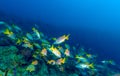 School of snappers, Cayo Largo Royalty Free Stock Photo