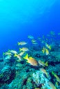 School of snappers, Cayo Largo Royalty Free Stock Photo