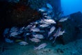 School of Snappers near the shipwreck