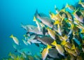 School of snappers swimming away. Royalty Free Stock Photo