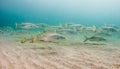 A school of Snook fish under a pier