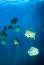 School of Spadefish underwater Royalty Free Stock Photo