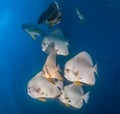 School of Spadefish underwater Royalty Free Stock Photo