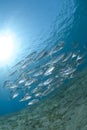 School of Spanish mackerel in shallow water. Royalty Free Stock Photo