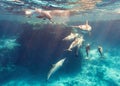 School of spinner dolphins