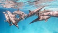 School of spinner dolphins