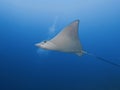 School of spotted eagle rays gliding over coral reef on east coast of Bonaire, Dutch Antilles.