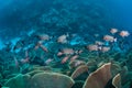 Fish and Delicate Corals in Republic of Palau