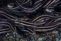 School of Striped Catfish in Indonesia Royalty Free Stock Photo