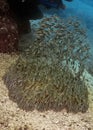 School of Striped Eel Catfish. Philippines Royalty Free Stock Photo