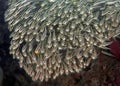 School of Striped Eel Catfish. Philippines Royalty Free Stock Photo