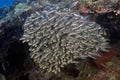 School of Striped Eel Catfish. Philippines