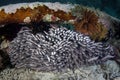School of Striped Eel Catfish in Raja Ampat Royalty Free Stock Photo
