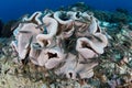 School of Striped Eel Catfish and Soft Coral