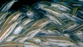 School of Striped Eel Catfish. The younger the individuals, the denser the school Royalty Free Stock Photo