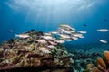 School of striped large-eye bream fish in Andaman Sea