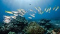 School of striped large-eye bream fish in Andaman Sea