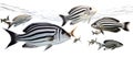 A group of striped rayfinned fish swim in the liquid environment of the ocean Royalty Free Stock Photo