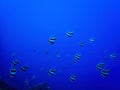School of Striped Tropical Fish Underwater in Hawaii