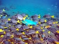 School of surgeon fish and a parrot fish Royalty Free Stock Photo