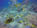 School of sweet lips encountered during scuba diving