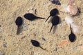 A school of tadpoles grouping in shallow water Royalty Free Stock Photo