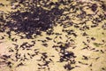 School of tadpoles in shallow transparent water. A lot of black tadpoles swim in water Royalty Free Stock Photo