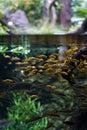 A School of Tetra Fish Swimming Around Royalty Free Stock Photo