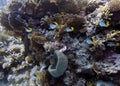 A school of Threadfin Butterflyfish Chaetodon auriga Royalty Free Stock Photo