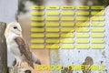 School timetable concept with barn owl Royalty Free Stock Photo