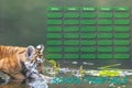 School timetable concept with cub of Bengali Tiger Royalty Free Stock Photo