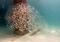 A school of Tomtate Grunts under a pier