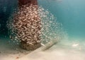 A school of Tomtate Grunts under a pier Royalty Free Stock Photo