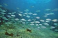 School of trevally above flat sandy bottom