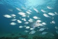 School of trevally and one snapper