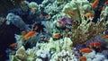 School of tropical fish in a colorful coral reef with water surface in background, Red sea, Egypt.