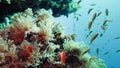 School of tropical fish in a colorful coral reef with water surface in background, Red sea, Egypt.