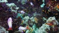 School of tropical fish in a colorful coral reef with water surface in background, Red sea, Egypt.