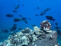 Black Fish Swimming Over White Coral in Blue Sea