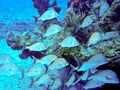 School of tropical fishes