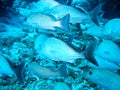 School of tropical fishes