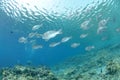 School of tropical silver fish Royalty Free Stock Photo
