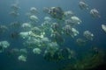 School of tropical silver fish Longfin Batfish Platax teira in the blue water