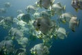 School of tropical silver fish Longfin Batfish Platax teira in the blue water