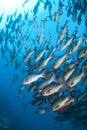 School of tropical Twinspot snapper. Royalty Free Stock Photo