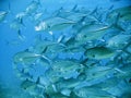 School of tuna