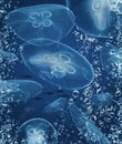 A school of tuna and a group of moon jellyfish are seen